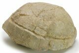 Inflated Fossil Tortoise (Stylemys) - South Dakota #280782-3